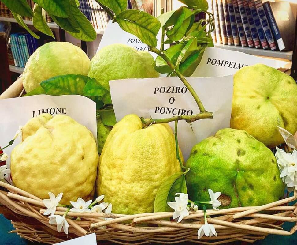 -Amalfi-Lemon-Tour-Lemons-small-