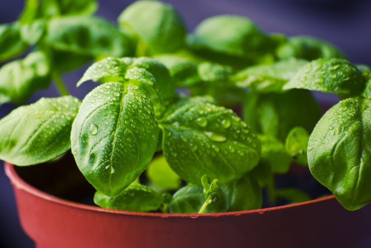 -Basil-932079-small-