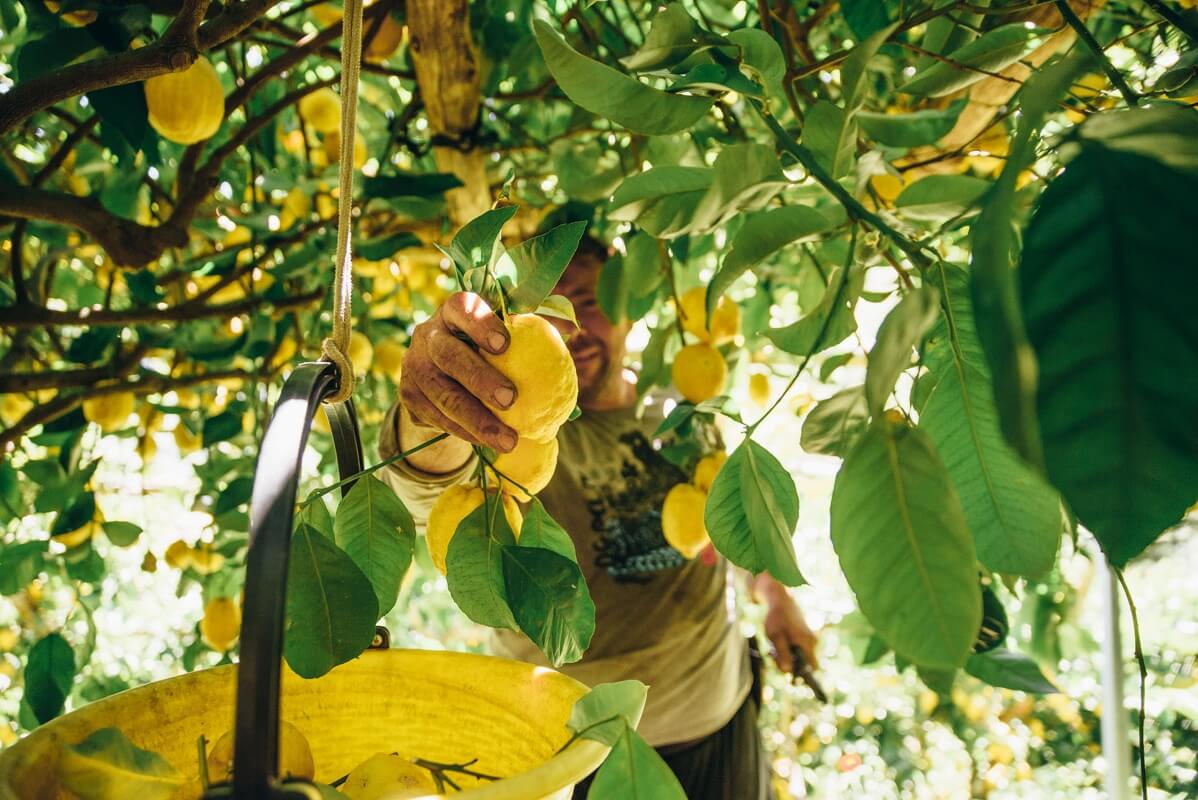 -Lemon-Tour-Piatti062-small-